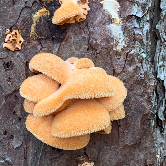 Meet your Posher, Leneatra - Picture 13 of 16